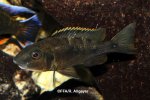 Othopharynx lithobates femelle